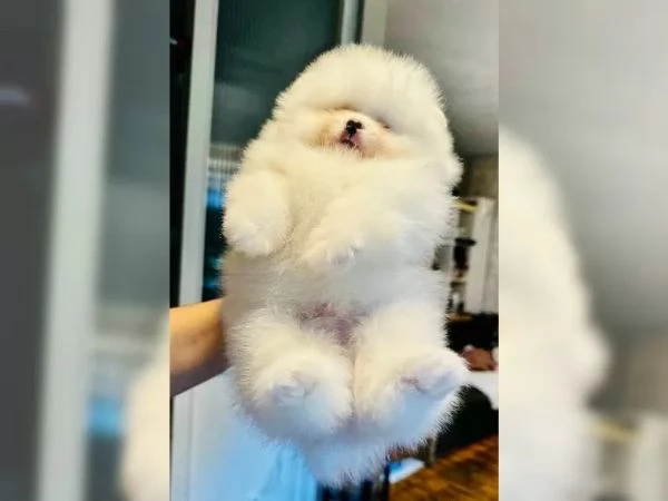 Disponibili cuccioli di puro Spitz Pomerania