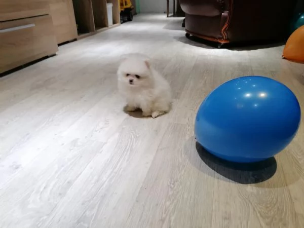 Cuccioli di Pomerania, meravigliosi dolcissimi  | Foto 2