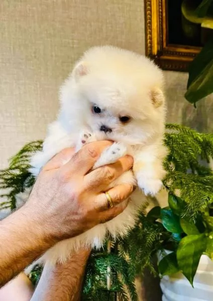 Cuccioli di Pomerania, meravigliosi dolcissimi  | Foto 1