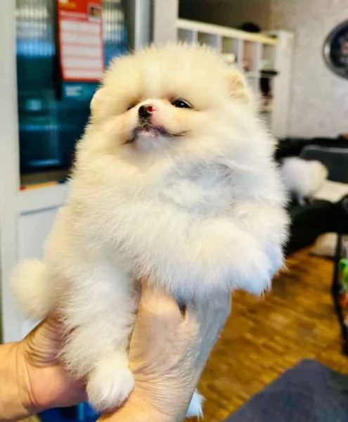 Cuccioli di Pomerania, meravigliosi dolcissimi  | Foto 0