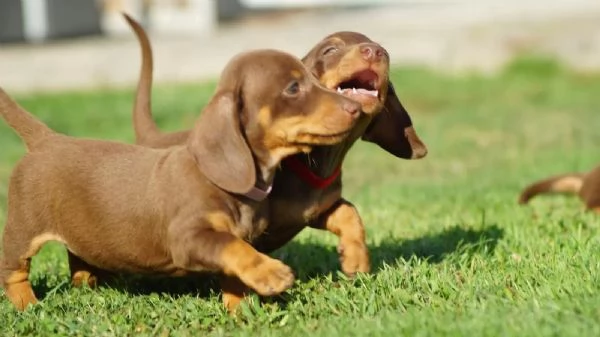 Bellissimi cuccioli di Bassotto Tedesco