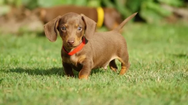 Bellissimi cuccioli di Bassotto Tedesco a Pelo Duro subito disponibili | Foto 2