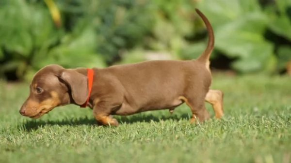 Bellissimi cuccioli di Bassotto Tedesco a Pelo Duro subito disponibili | Foto 0