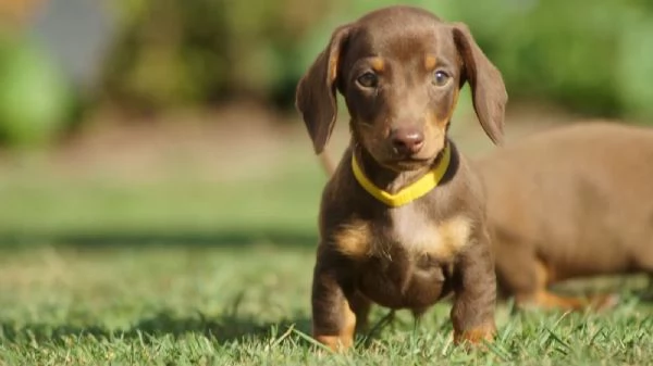 MERAVIGLIOSI CUCCIOLI DI BASSOTTO NANO