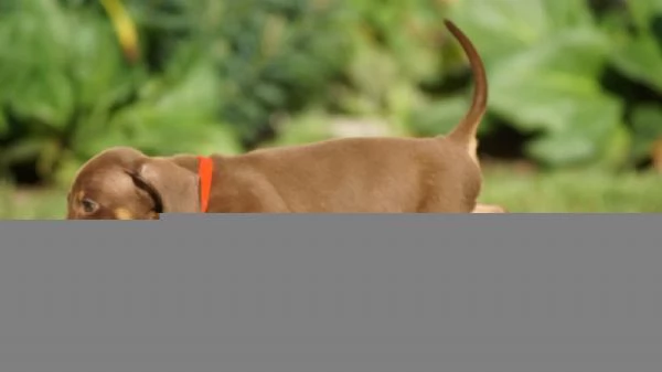 MERAVIGLIOSI CUCCIOLI DI BASSOTTO NANO | Foto 1