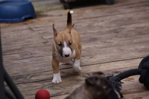 Adorabili cuccioli maschi e femmine di Bull Terrier in miniatura | Foto 0