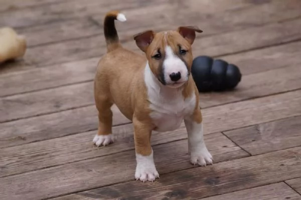 Adorabili cuccioli maschi e femmine di Bull Terrier in miniatura