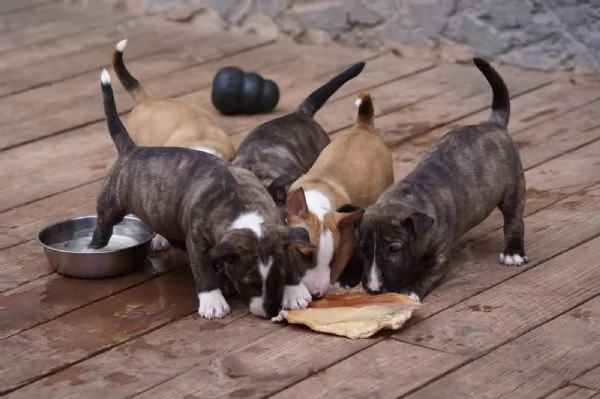 Cuccioli bull terrier disponibili | Foto 0