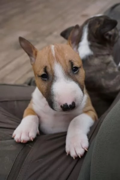 Incantevole, accogliente miniatura Bullterrier cuccioli | Foto 1