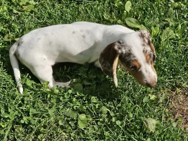 Dolci cuccioli Bassotto nani  cercano una famiglia per sempre | Foto 2
