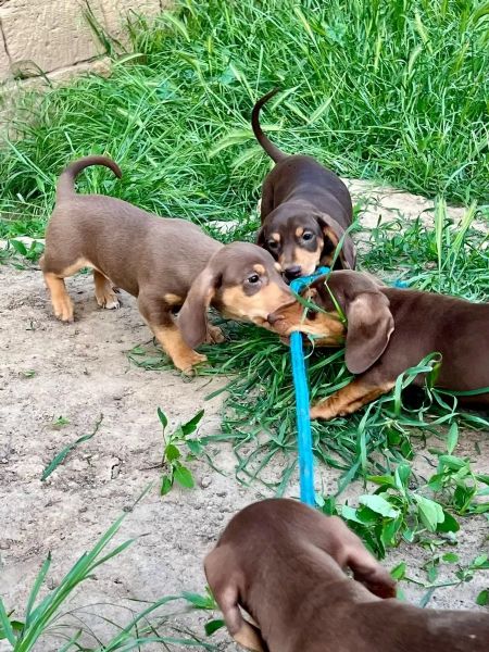 Cuccioli di bassotto nani/conigli in cerca di una casa da sogno | Foto 1