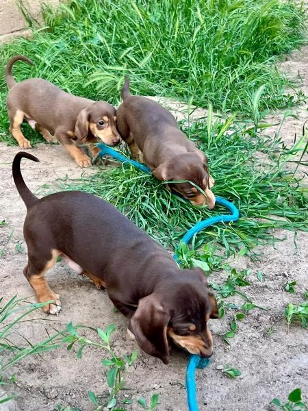 Cuccioli di bassotto nani/conigli in cerca di una casa da sogno | Foto 0