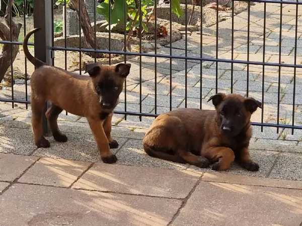 Cuccioli di Pastore Belga Malinois pronti per una nuova casa | Foto 1