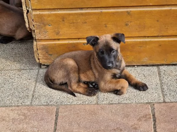 Cuccioli di Pastore Belga Malinois pronti per una nuova casa | Foto 0