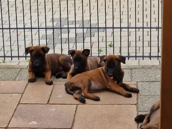 Cuccioli di Pastore Belga Malinois pronti per una nuova casa