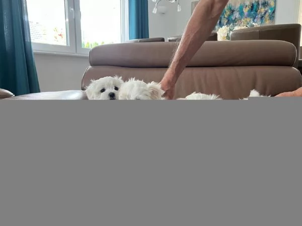 Cuccioli maltesi taglia piccola pelo liscio e riccio | Foto 1