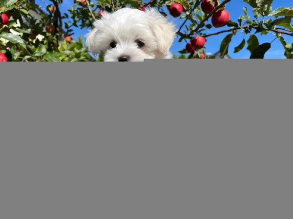 Cuccioli maltesi taglia piccola pelo liscio e riccio | Foto 0