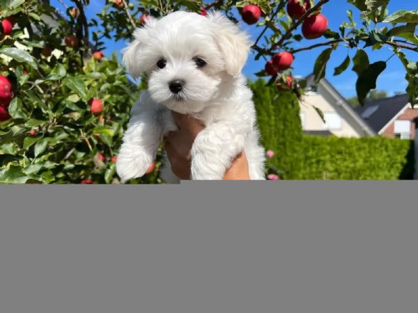 Disponibili cuccioli maltesi toy | Foto 1