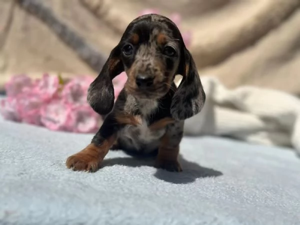 Bassotto - bellissimi cuccioli | Foto 0