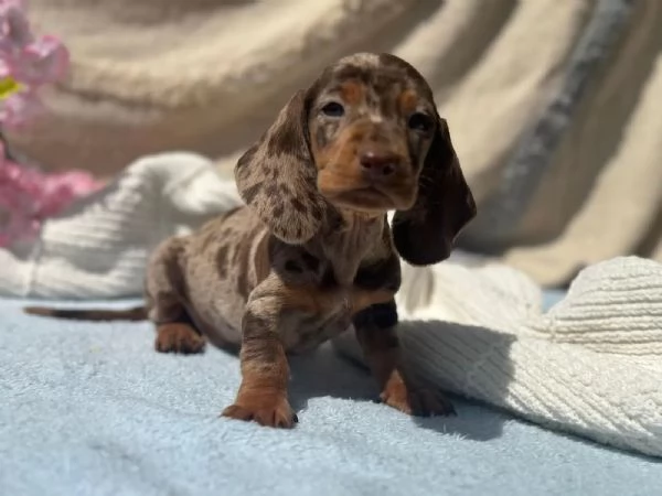 Bassotto - bellissimi cuccioli