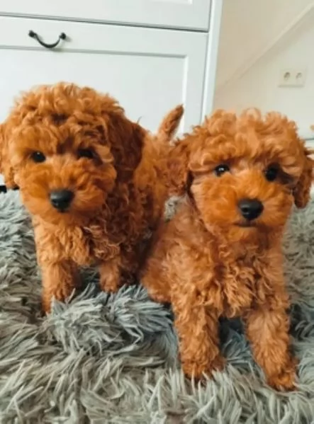 Cuccioli Barboncino toy albicocca intenso | Foto 1