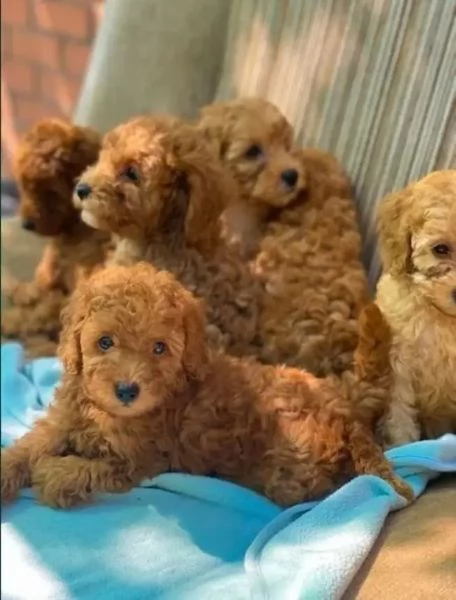 Cuccioli Barboncino toy albicocca intenso | Foto 0