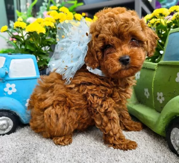 Cuccioli Barboncino toy albicocca intenso