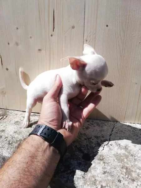 Bellissimi cuccioli di chihuahua toy | Foto 0