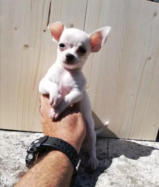 Bellissimi cuccioli di chihuahua toy