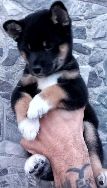 Shiba inu pedigree ENCI cuccioli | Foto 1