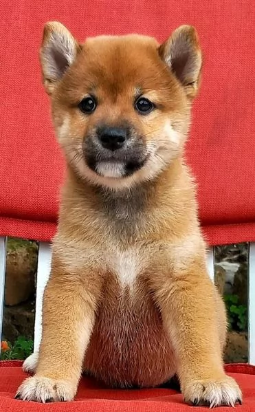 Shiba inu pedigree ENCI cuccioli | Foto 0
