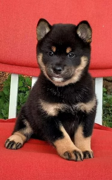 Shiba inu pedigree ENCI cuccioli