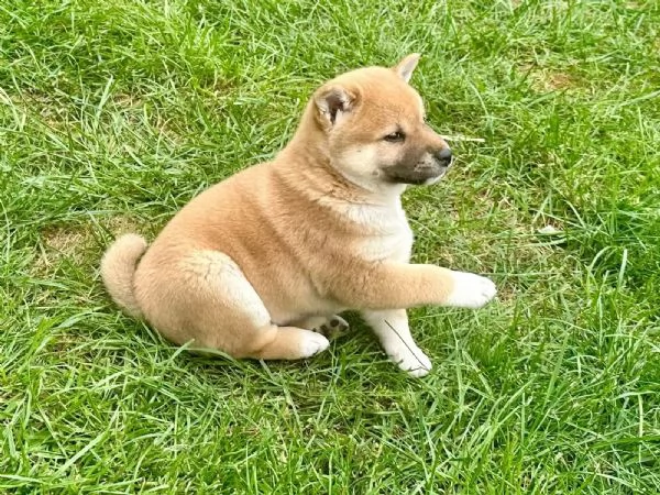 Meravigliosi cuccioli di Shiba inu | Foto 1