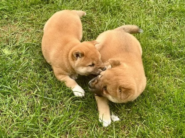 Meravigliosi cuccioli di Shiba inu | Foto 0