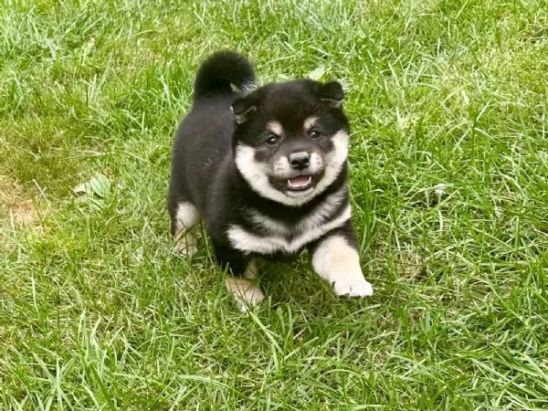Meravigliosi cuccioli di Shiba inu