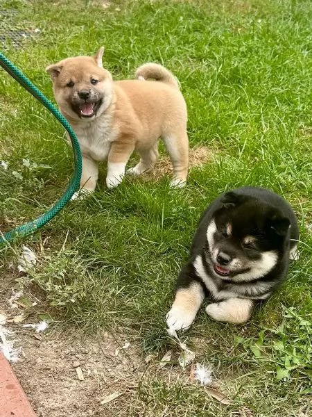 Cari amici degli Shiba Inu, | Foto 1