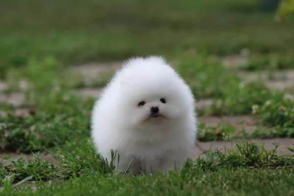 Cuccioli di Pomerania, meravigliosi dolcissimi