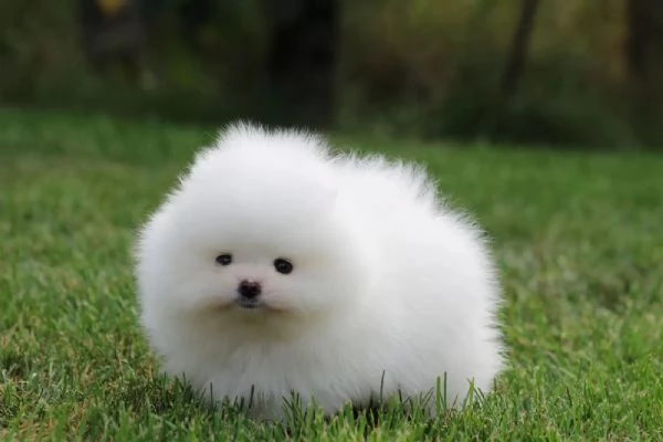 Adorabili e dolci cuccioli di Pomerania | Foto 2