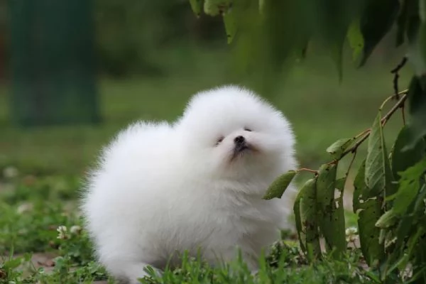 Adorabili e dolci cuccioli di Pomerania | Foto 1