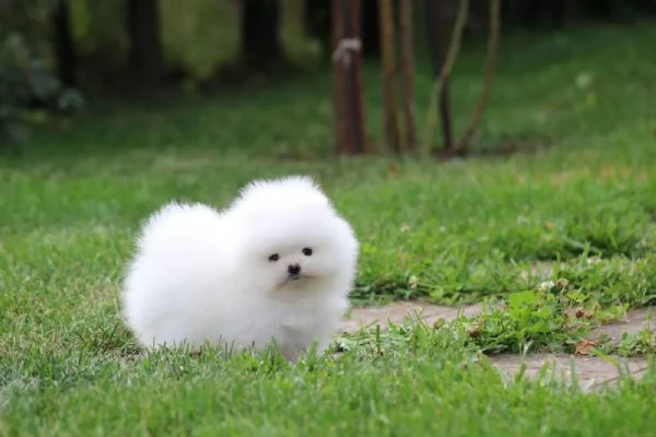 Adorabili e dolci cuccioli di Pomerania