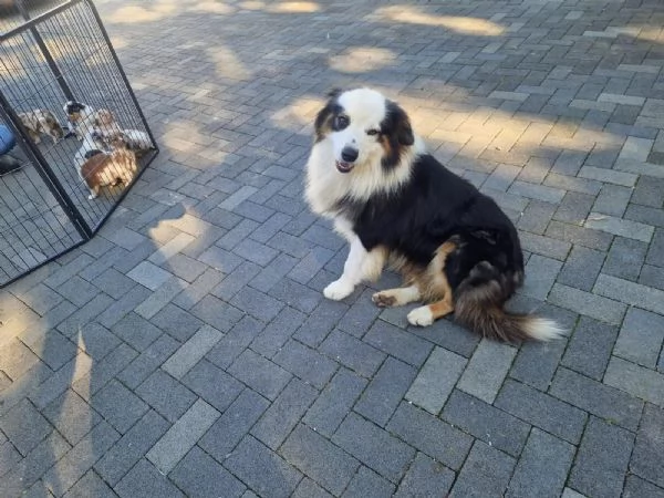 Adorabile e affascinante australiano Pastore Puppies pronto a andare | Foto 1