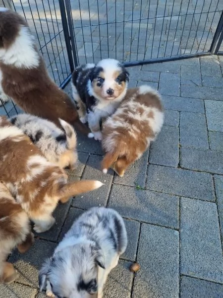 Adorabile e affascinante australiano Pastore Puppies pronto a andare