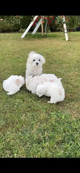 Bellissimi cuccioli maltese di 2 mesi. maschi e 1 Femmina  | Foto 0