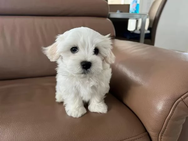 Dolci cuccioli di maltese cercano subito una casa amorevole. | Foto 2