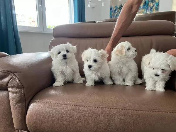 Dolci cuccioli di maltese cercano subito una casa amorevole. | Foto 0