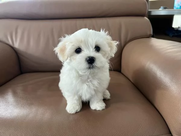 Dolci cuccioli di maltese cercano subito una casa amorevole.