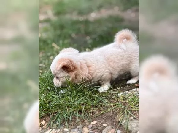 Adorabili cuccioli di Chihuahua per una casa amorevole e premurosa | Foto 2