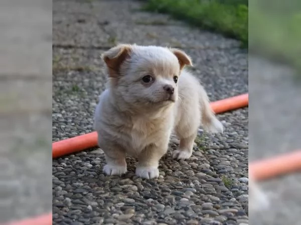 Adorabili cuccioli di Chihuahua per una casa amorevole e premurosa | Foto 1