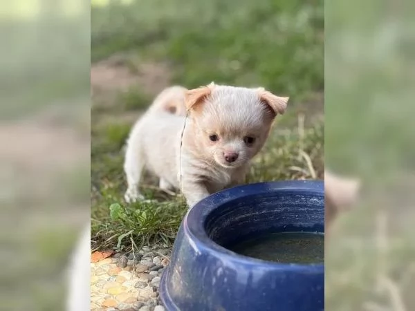 Cuccioli di cihuahua con pedigree | Foto 0