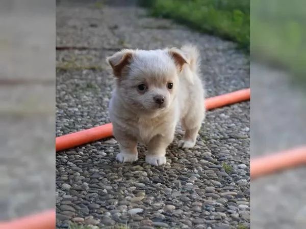 13 settimane vecchi cuccioli chihuahua con tutti i documenti